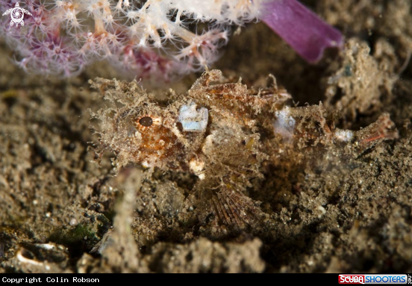 A underwater creature
