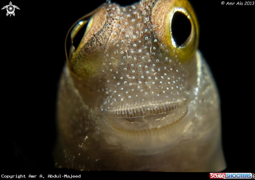 A blenny