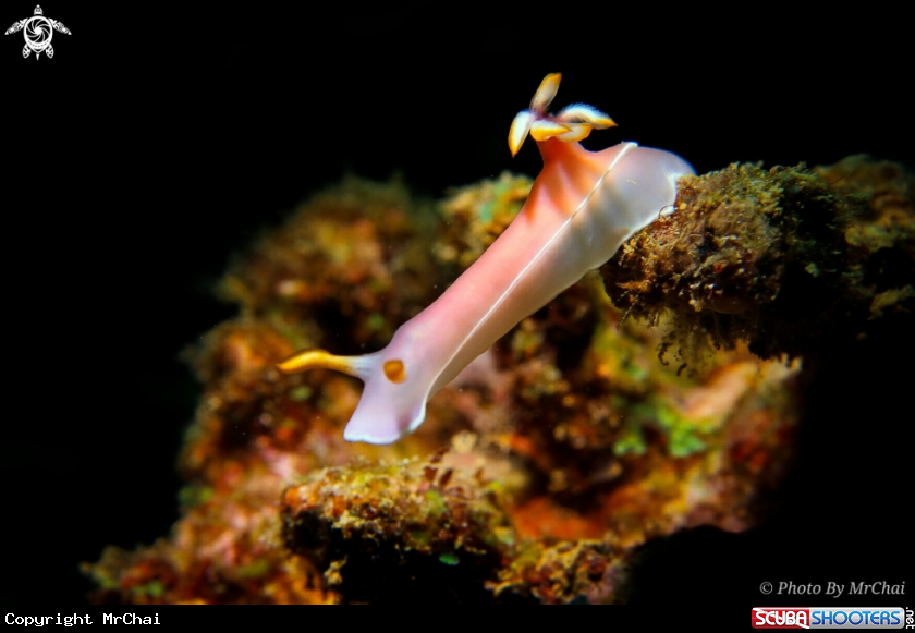 A Nudibranch