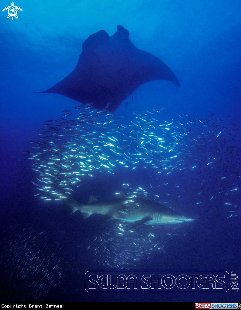 A Manta Ray and Sand Tiger Shark