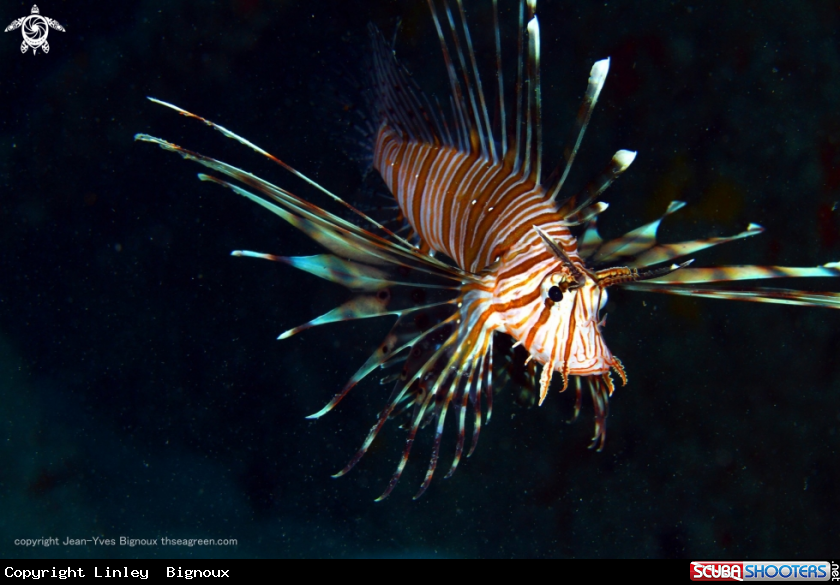 A Lionfish 
