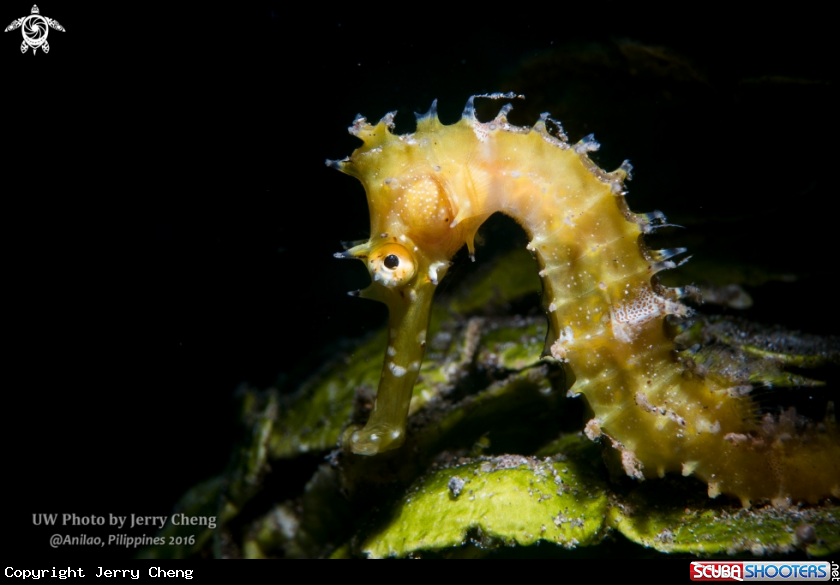 A Hippocampus