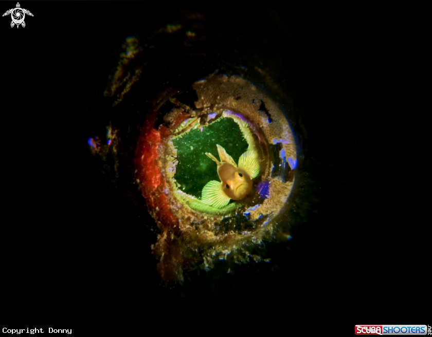 A Yellow Goby