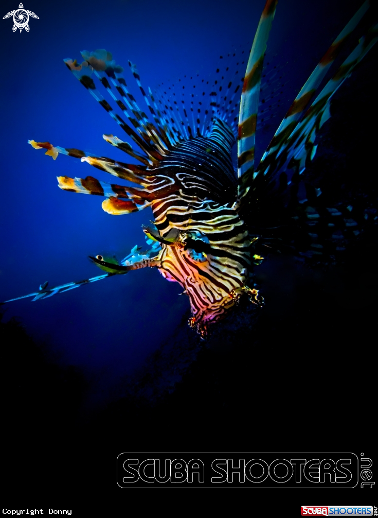A Lionfish