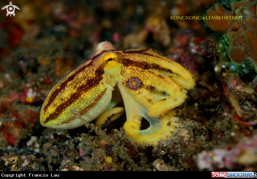 A Mototi Octopus