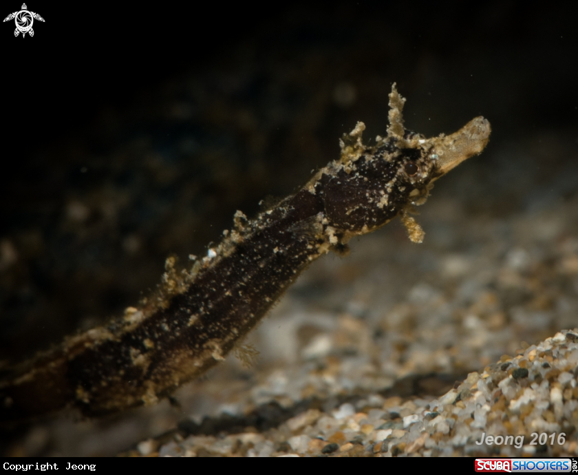 A Syngnathidae
