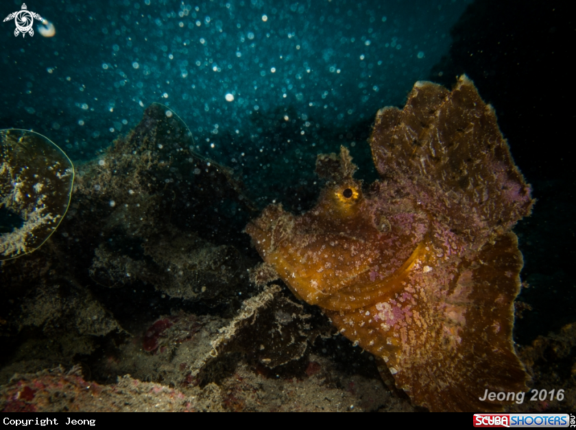 A Underwater Galaxy