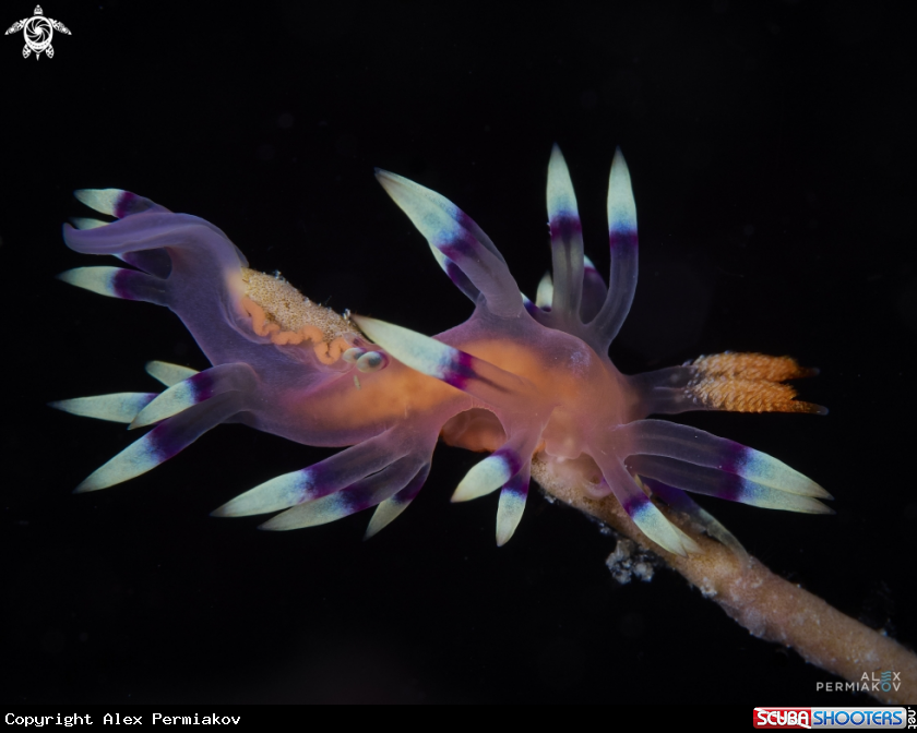 A Nudibranch 