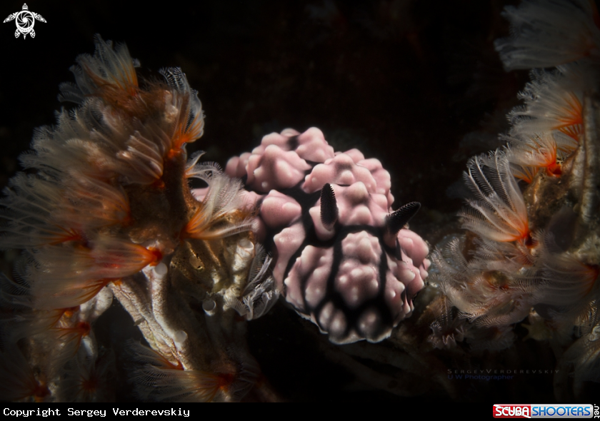 A Ringer Phyllidiella (Phyllidiella annulata)