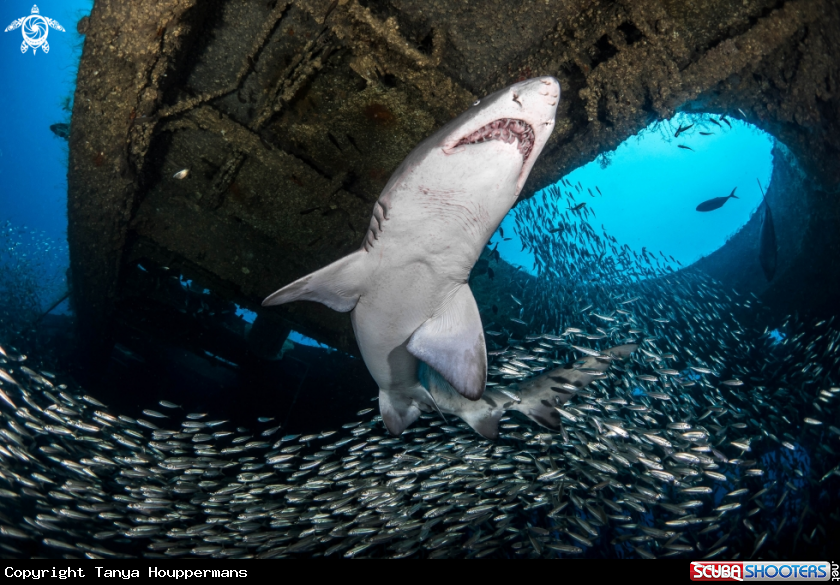 A Sand Tiger Shark