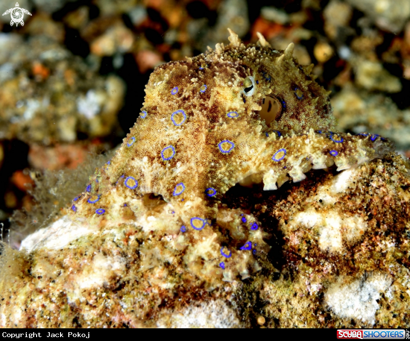 A Blue-ringed octopus
