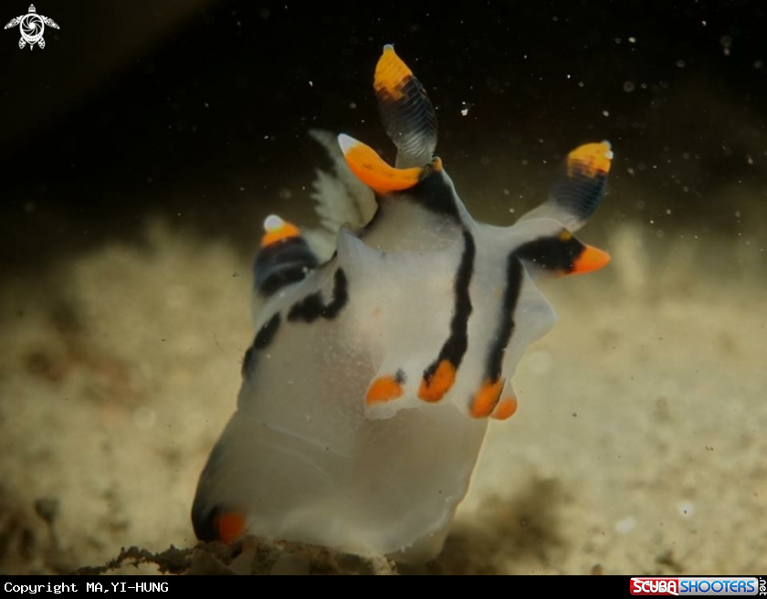 A Nudibranch