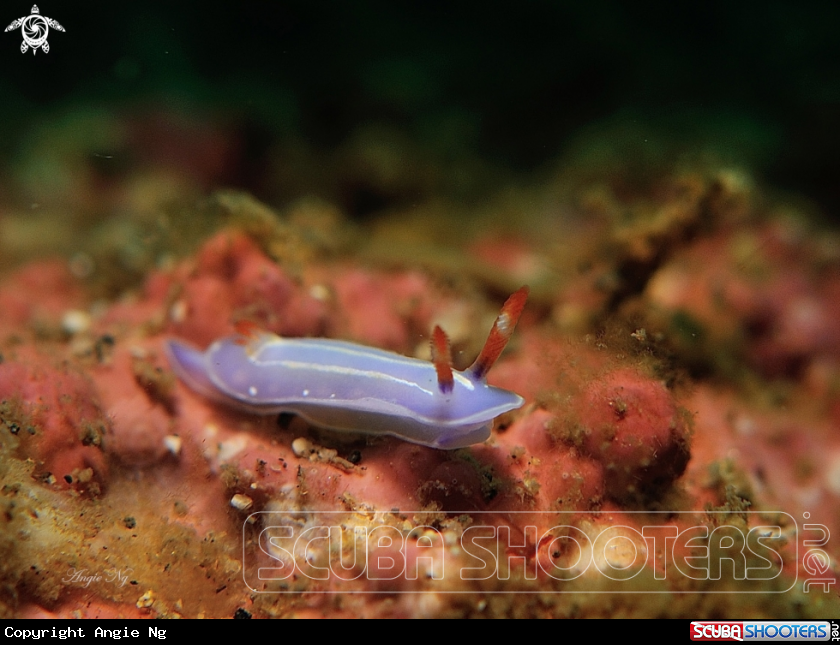 A Nudi