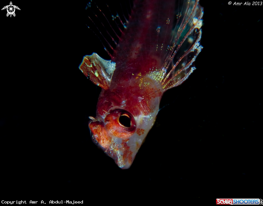 A Redsea triplefin