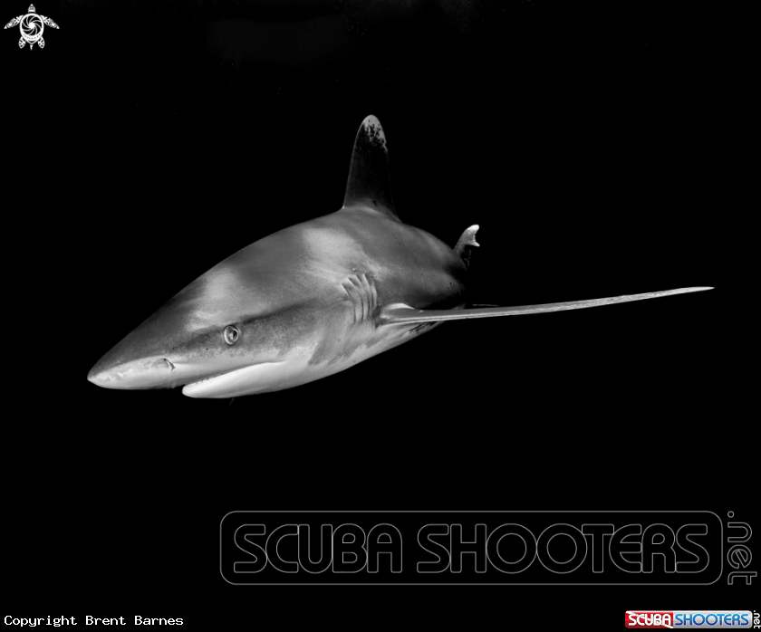 A Oceanic White Tip Shark