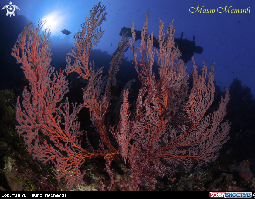 A Gorgonian