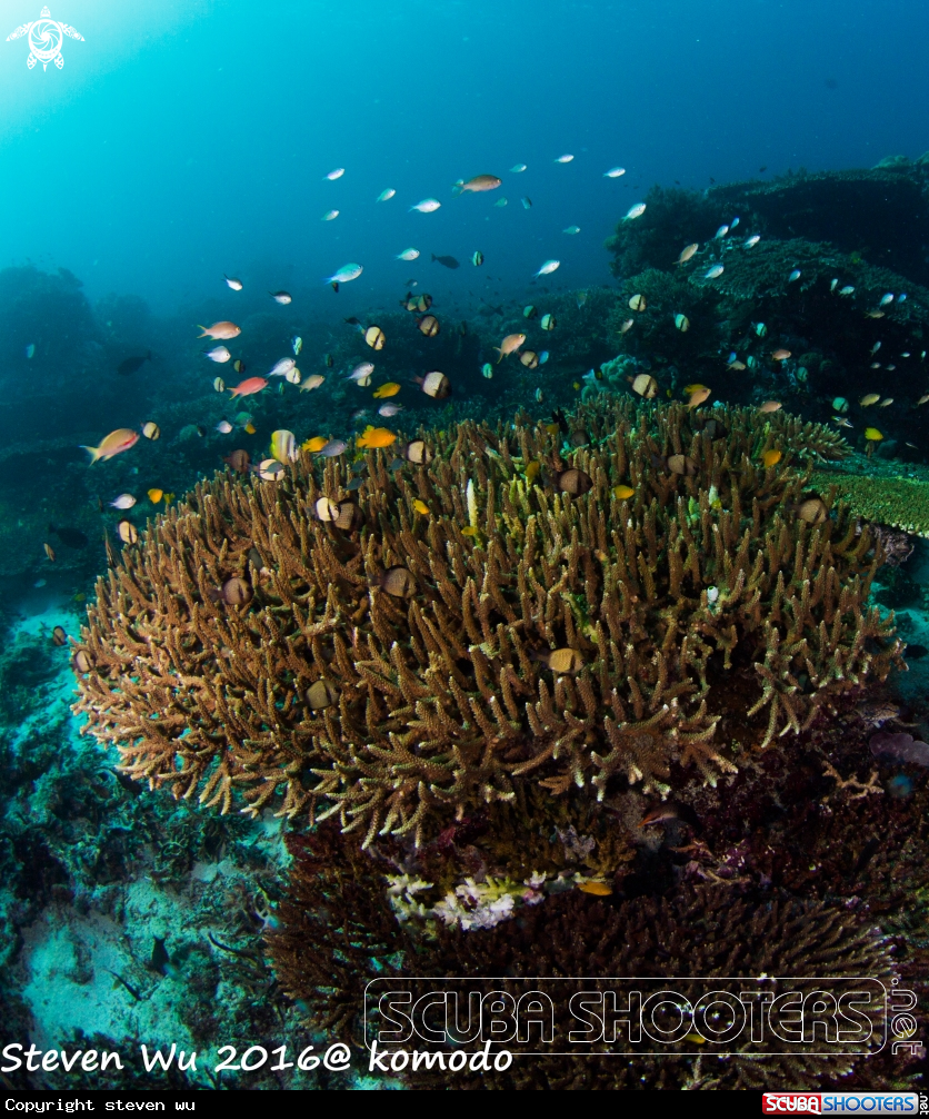 A coral reef fish