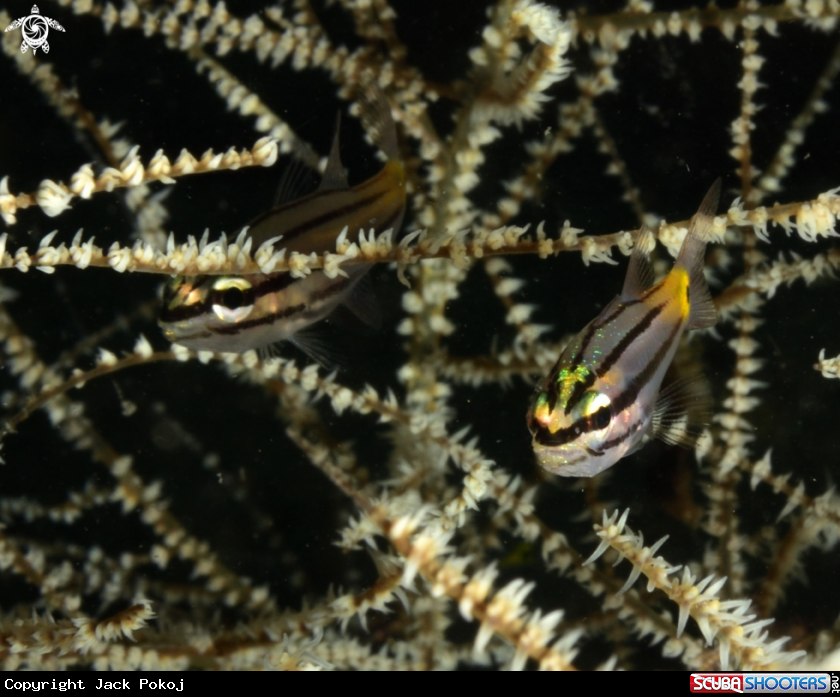 A Striped blenny