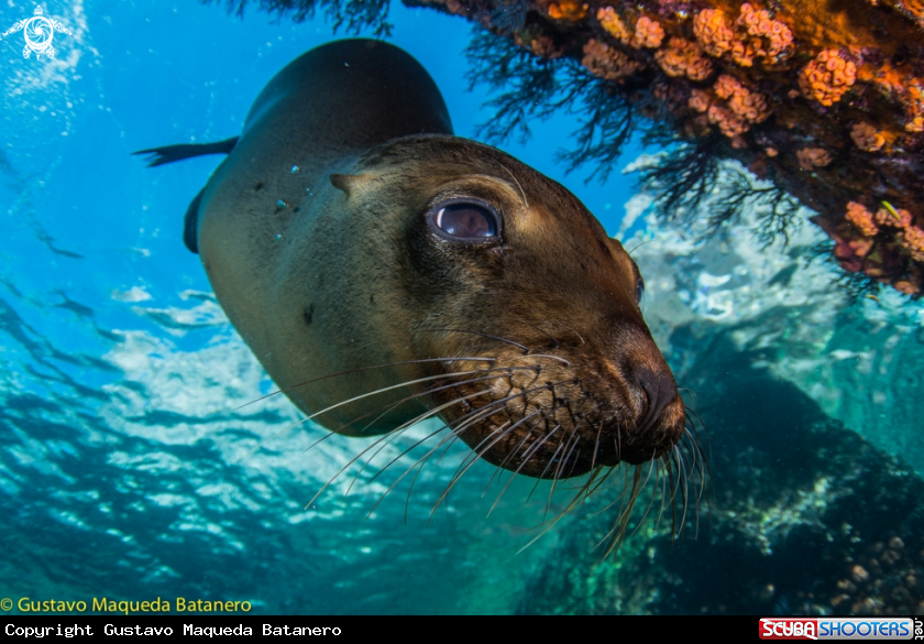 A Sea Lion