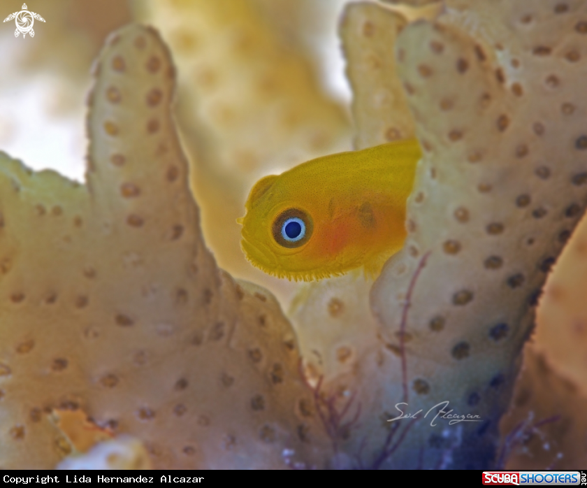 A yellow goby