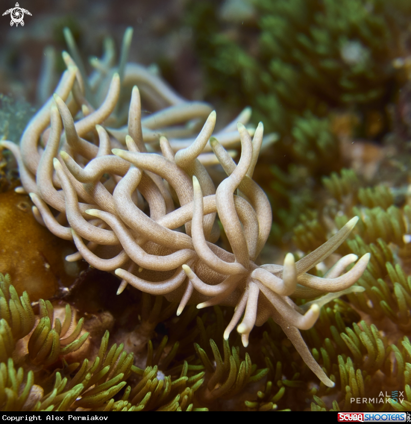 A Nudibranch