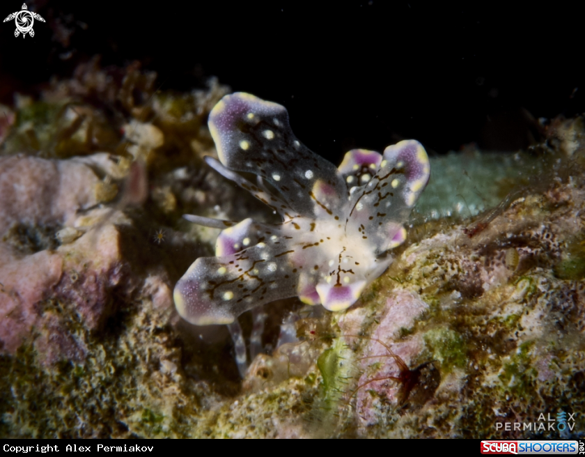 A Nudibranch