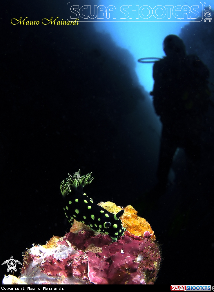 A Nudi & diver