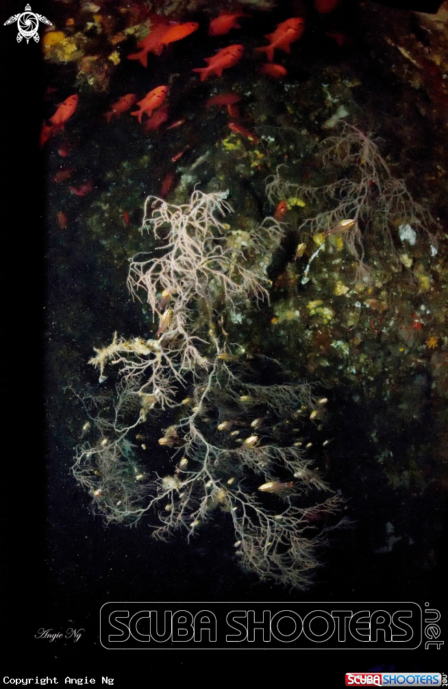 A coral reef