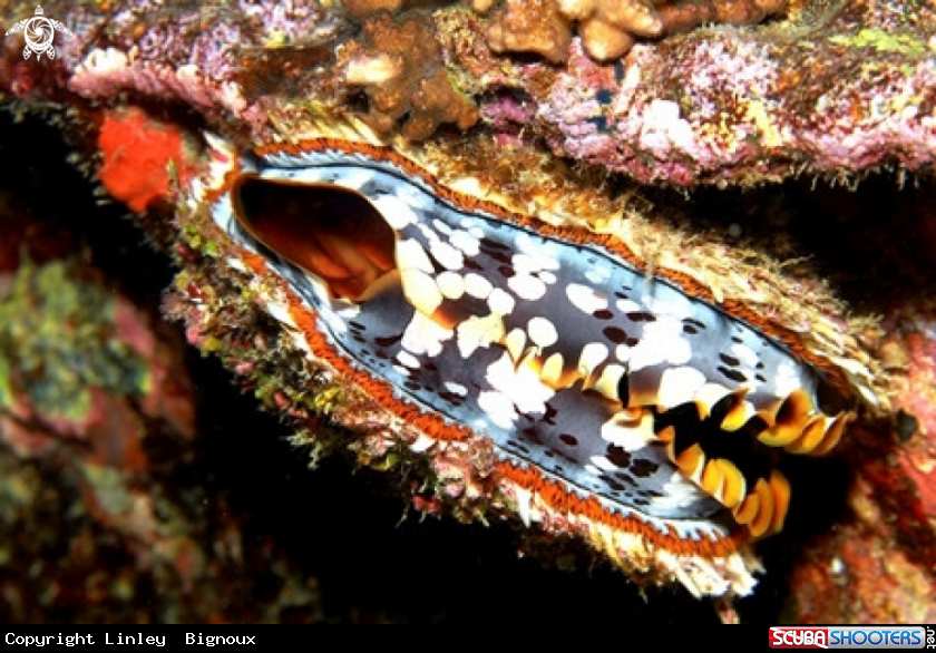 A Big clam Tridacna maxima