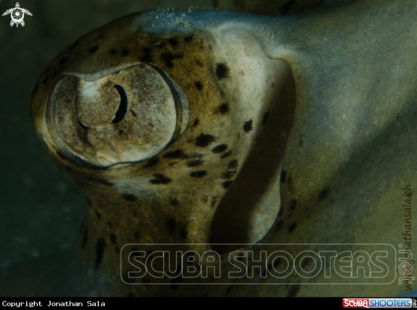 A Blue spotted stingray
