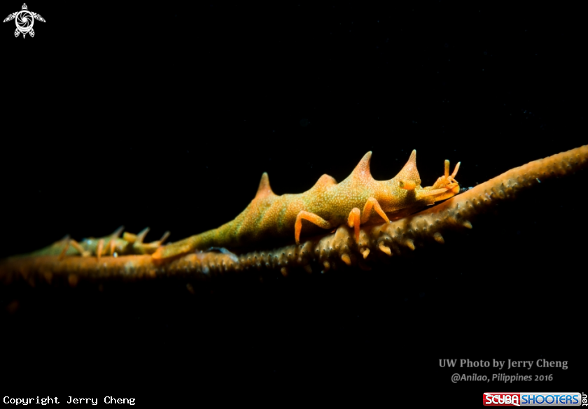 A Dragon shrimp