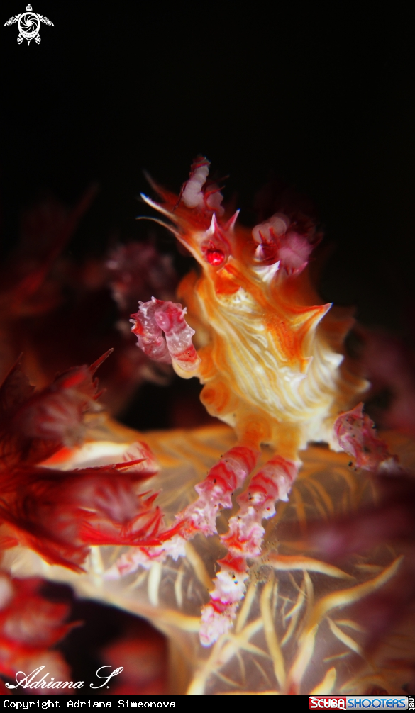 A Soft coral crab