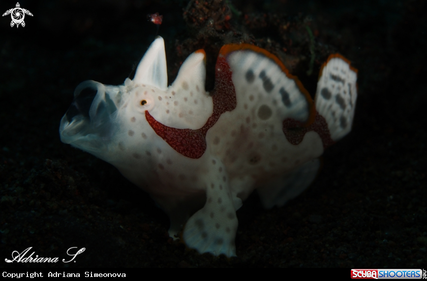 A juvenile Frogfish