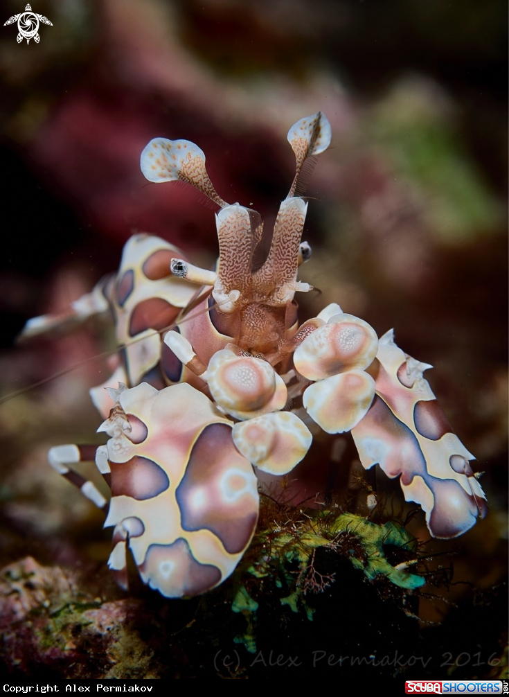 A Harlequin shrimp