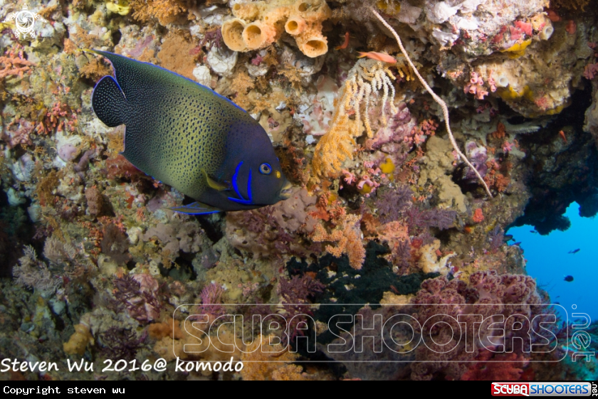 A queen angelfish 