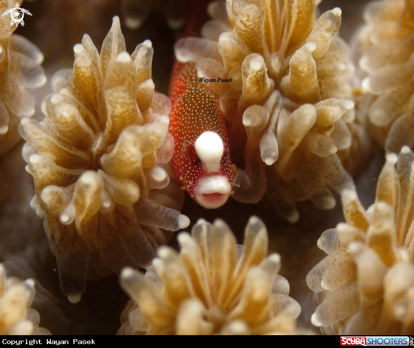 A pipefish