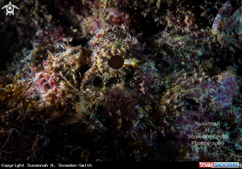 A Scorpionfish
