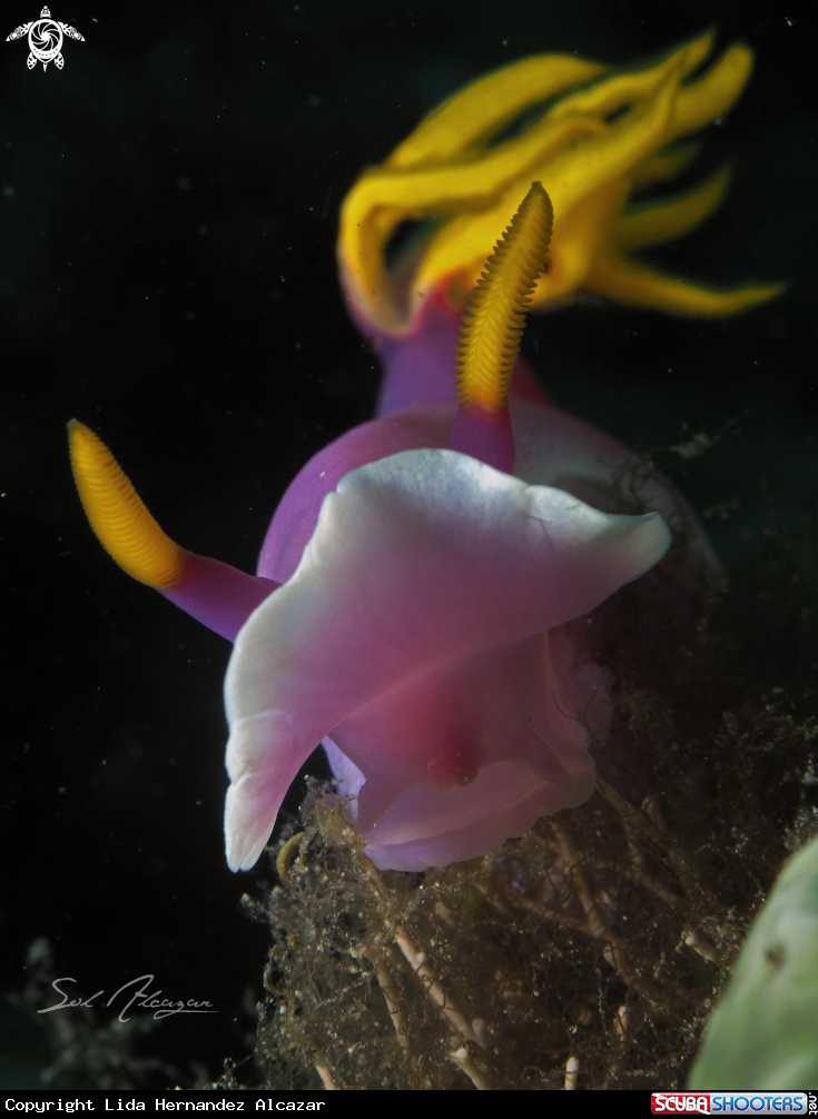 A nudibranch