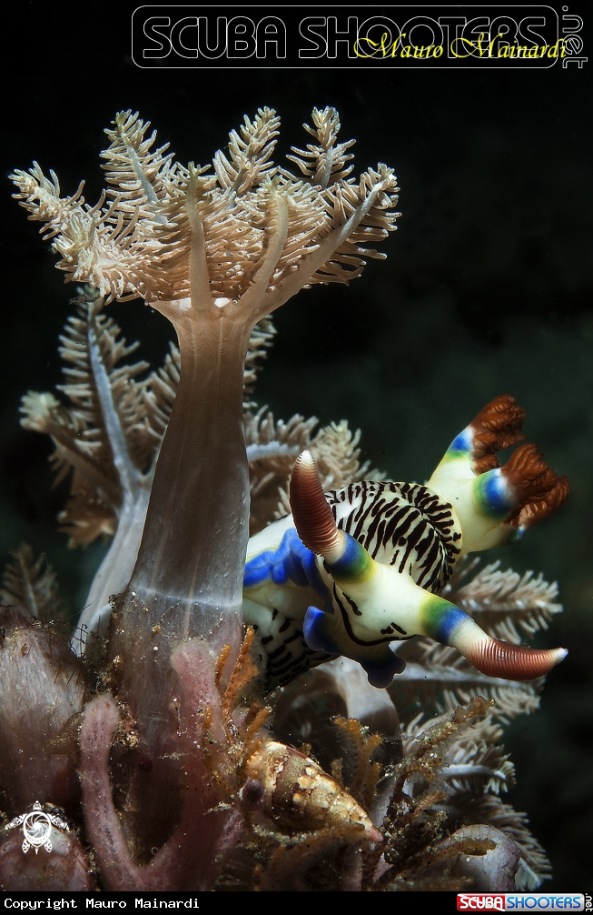 A Nudi & snoot