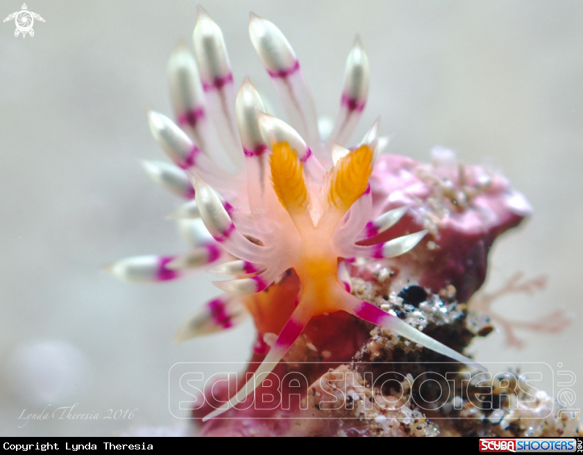 A Flabellina exoptata
