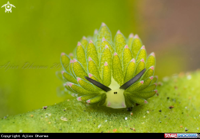 A costasiella 