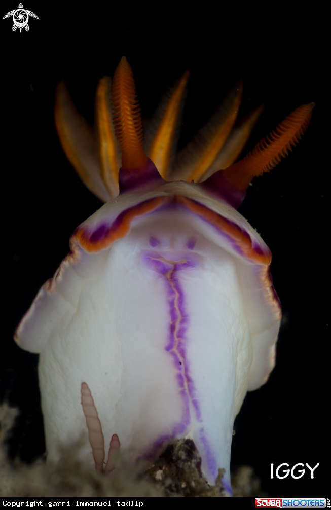 A Nudibranch
