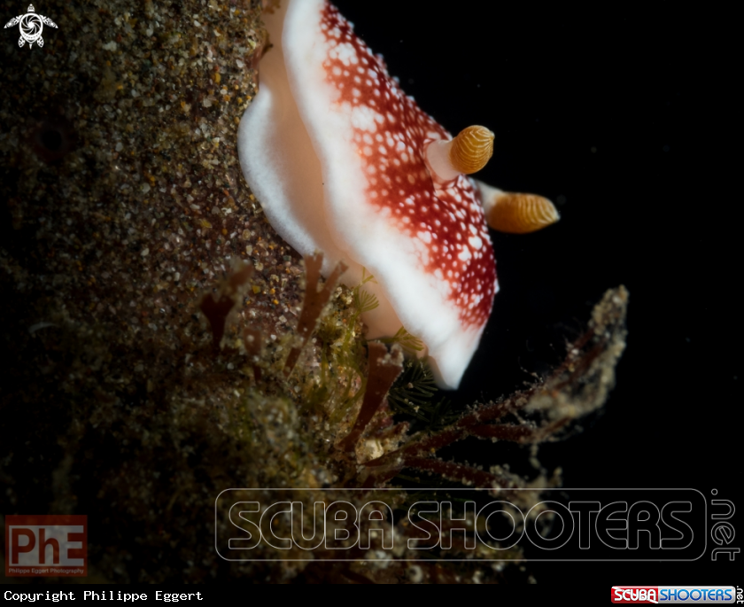 A Nudibranche