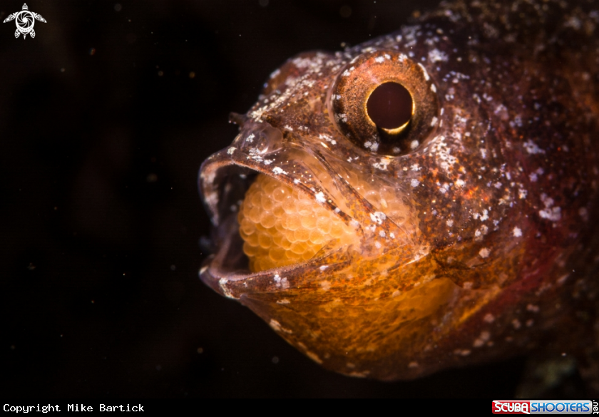 A Cardinalfish