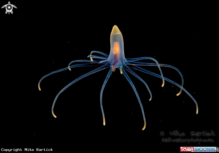 A Pelagic Anemone