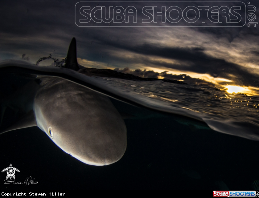 A Blacktip reef shark
