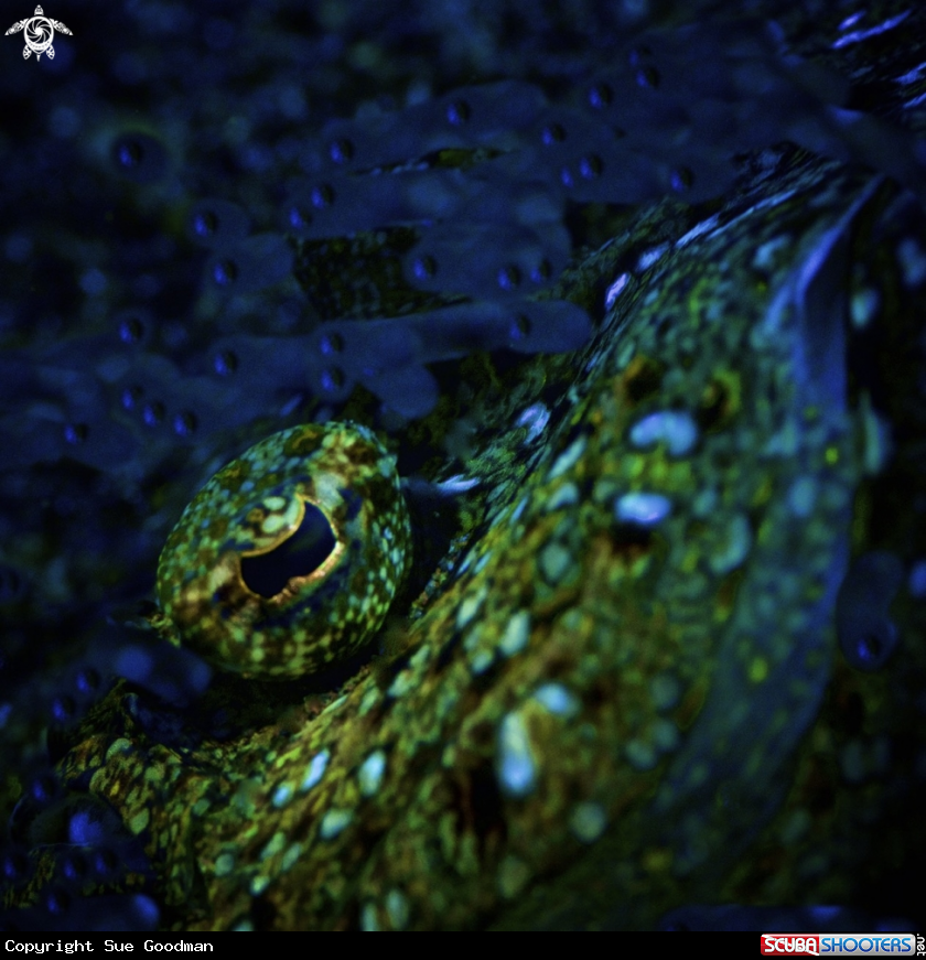 A Peacock flounder (eye)
