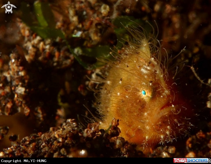 A Hairy frogfish