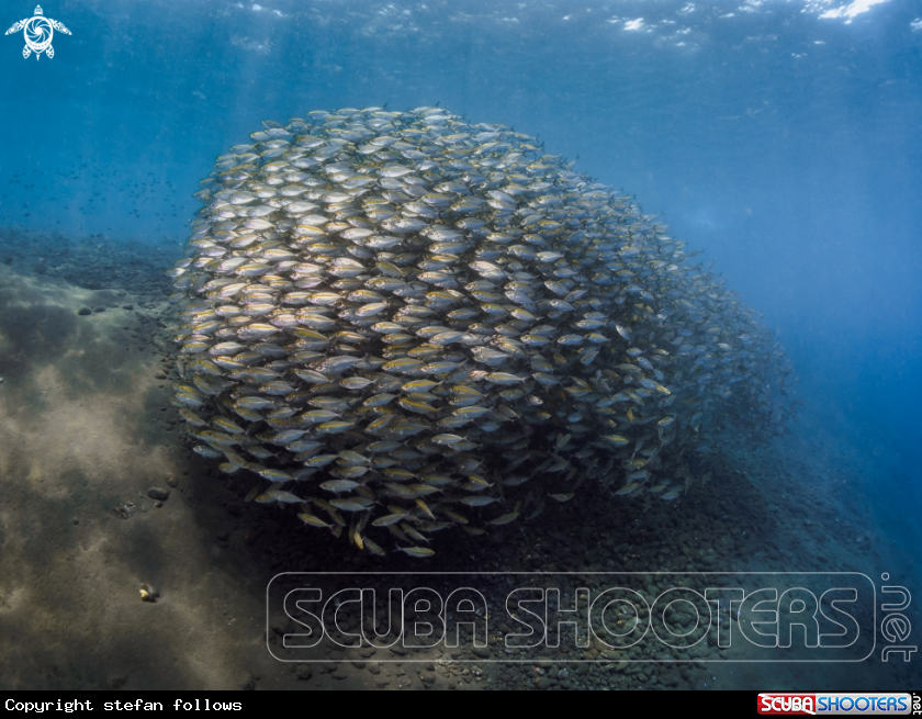 A Oxeye Scad