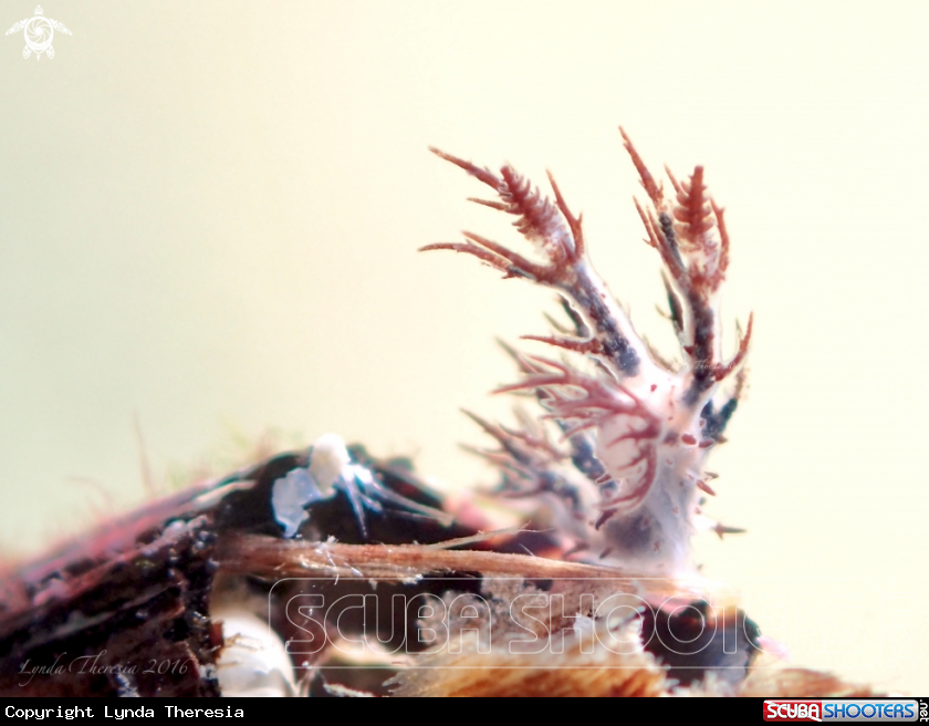 A Dendronotus regius